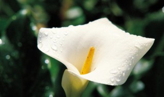 马蹄莲开花后怎么处理(马蹄莲开完花后处理图片步骤)