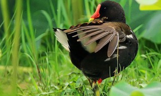黑水鸡是几级保护动物 黑色水鸡是不是保护动物