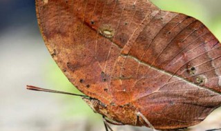 枯叶蝶是几级保护动物（枯叶蝴蝶是国家几级保护动物）