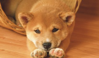 狗是什么动物 玉桂狗是什么动物