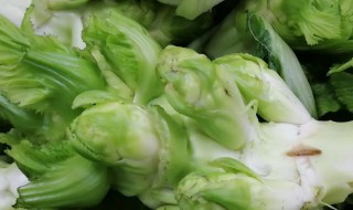 儿菜长啥样（儿菜长大了是什么菜）