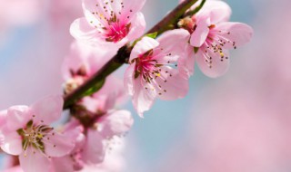 女人梦见桃花盛开（女人梦见桃花盛开男士采花送自己）