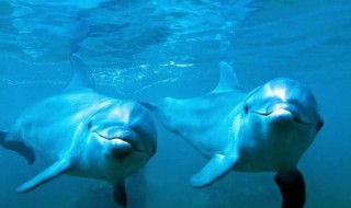 海豚属于什么动物（海豚属于什么动物用什么呼吸）