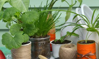 植物正确浇水的方法是什么 给植物浇水要用什么水