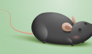 为什么老鼠会飞 为什么老鼠会飞檐走壁