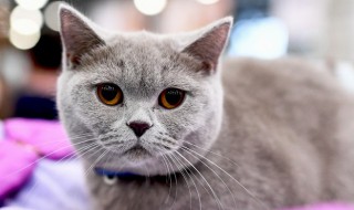 猫咪夏天不吃东西 猫咪夏天不吃东西精神不好