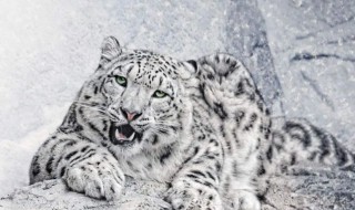 雪豹是国家几级保护动物 雪豹属于世界级濒危物种,国家一级保护动物