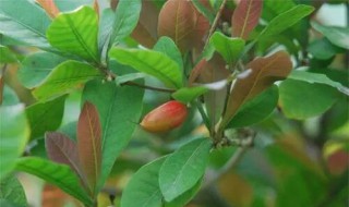 神秘果开花结果要多长时间 神秘果开花到多少天果成熟