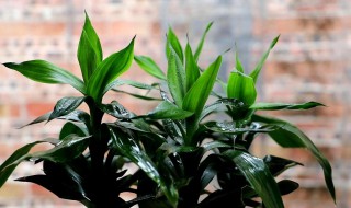 富贵竹为什么总黄叶（富贵竹怎么老是黄叶）