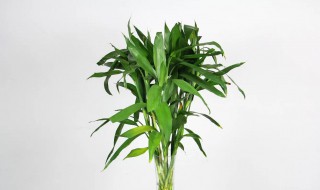 富贵竹长歪了有什么解决办法（富贵竹长歪了有影响）