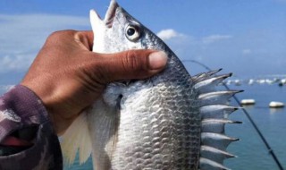 如何分辨野生黄翅鱼和养殖的 黄翅鱼都是野生的吗