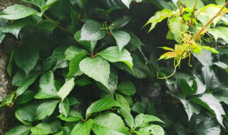 爬山虎盆栽怎么养(盆栽爬山虎怎么种植)