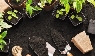 狭叶龙血树的养殖方法 宽叶龙血树养殖方法