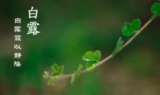白露后面是什么节气 白露后边是什么节气