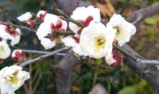 玉碟梅的养殖方法(蝴蝶梅养殖方法)