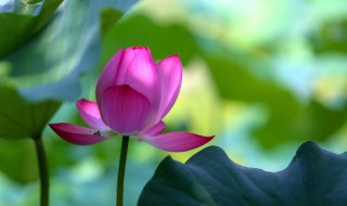 水荷花的养殖方法 水生荷花怎么养殖方法