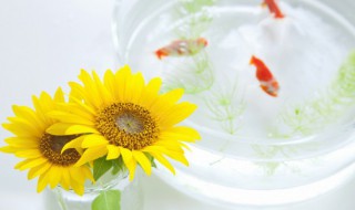 鱼喝水吗 热带鱼喝水吗