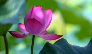 荷花夏天怎么养（盆栽荷花冬天怎么养）