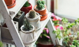 盆栽佛手的栽培管理方法（佛手瓜栽培技术及诀窍）