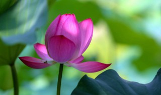 荷花发芽后如何盆栽（小荷花发芽后怎样栽培）