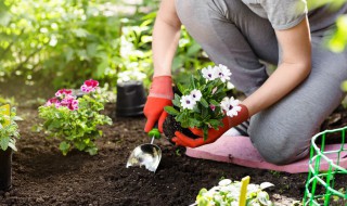 盆栽竹子怎么扦插（竹子可以插活吗）