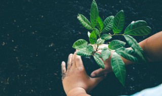 盆栽不换土怎么施肥(花盆不换土施肥可以吗)