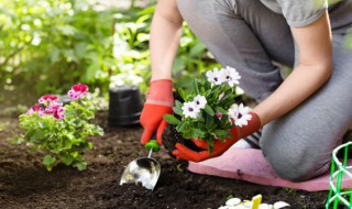 盆栽植物为什么要换盆 什么植物不需要换盆