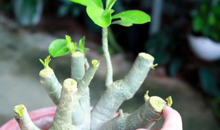 沙漠玫瑰养殖用什么土(沙漠玫瑰应该用什么土养)