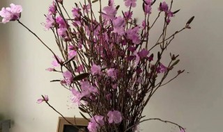 干枝杜鹃怎么生根（干枝杜鹃能长根吗）