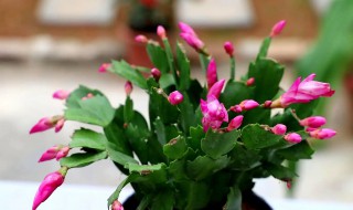蟹爪兰花期如何养护（蟹爪兰花期的养殖方法和注意事项）
