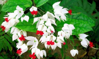 龙吐珠为什么不开花（龙吐珠不爱开花什么原因）