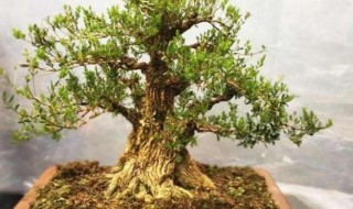 雀舌黄杨盆景怎么养护 雀舌黄杨盆景的养殖方法和注意事项