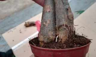 发财树干枯怎么救活 发财树快枯萎了怎么救活