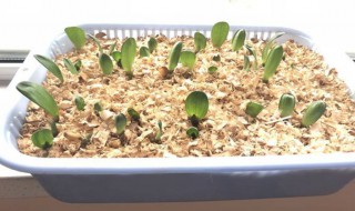 君子兰种子什么时候成熟 君子兰种子多长时间成熟