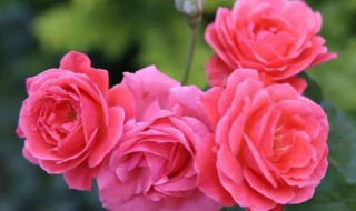 地栽月季能盆栽吗 地栽月季好养吗