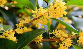 盆栽桂花应怎样越冬 盆栽桂花冬季怎么养