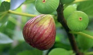 北方盆栽无花果怎么种植（盆栽无花果怎样栽培）