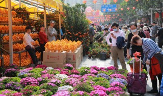 双色茉莉花如何养殖（双色茉莉怎么养殖）