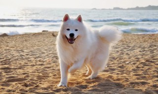 萨摩耶配种多长时间 萨摩耶多大可以配种,萨摩繁殖最佳时间