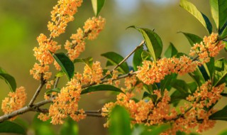 四季桂花多长时间一开花（四季桂花的花期是多久）