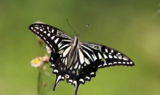 蝴蝶的触角像什么（蝴蝶的触角像什么比喻）