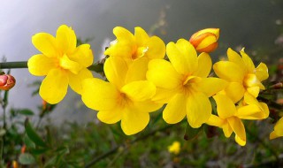 迎春花的生长过程（迎春花的生长过程记录）