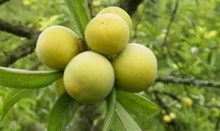 贵阳有什么特产 贵州贵阳有什么特产