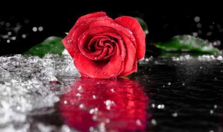 种植玫瑰花方法 种植玫瑰花的方法与技术