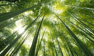 竹子的种类有哪些(竹子品种)