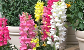 金鱼草的种植方法 植物金鱼草的种植方法