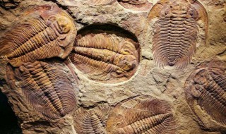 三叶虫是什么时代的（三叶虫是什么时代的灭绝的）
