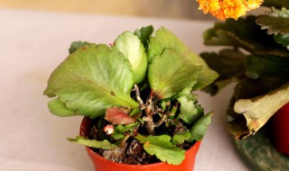 长寿花叶子边缘干枯（长寿花叶子边缘干枯怎么挽救）