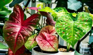 盆栽花叶芋养殖方法（花叶合果芋养植方法）