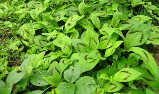 田七叶子是什么样子的（田七叶长什么样子图片大全）